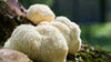 Lion’s Mane Mushroom for Cognitive Functions