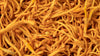 Cordyceps for Male Reproduction